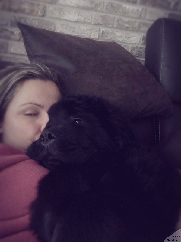 Фото: ньюфаундленд Ньюфорт Инстинкт Виннер Кнайт Итус