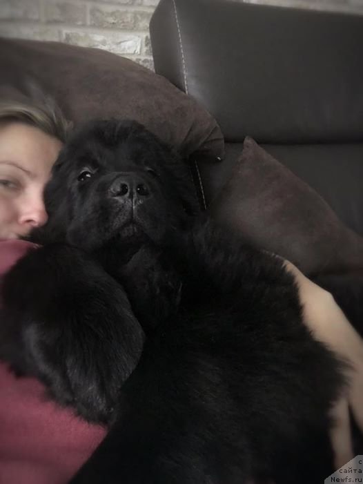 Фото: ньюфаундленд Ньюфорт Инстинкт Виннер Кнайт Итус