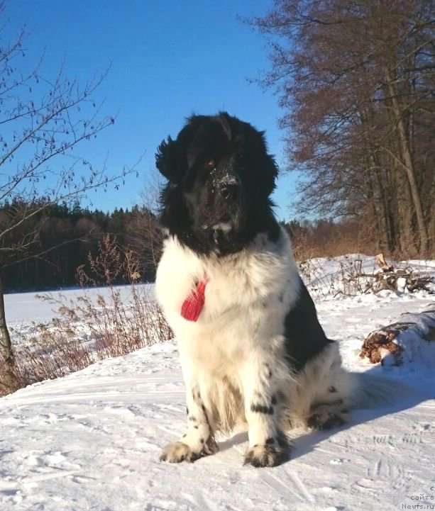 Фото: ньюфаундленд Сент Джонс Исида