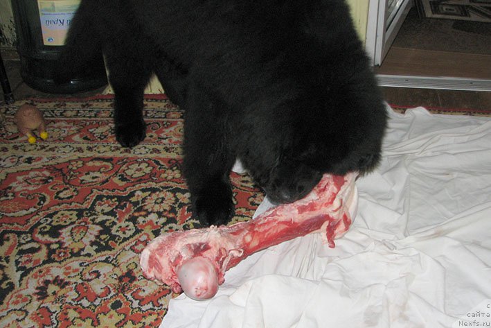 Фотография № 220257