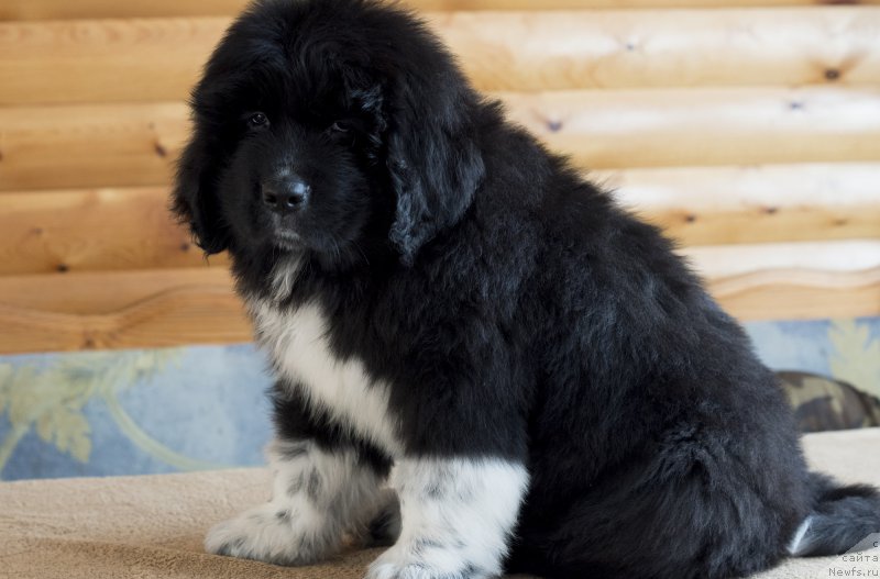 Фото: ньюфаундленд Родевальд фон Вернер Норман