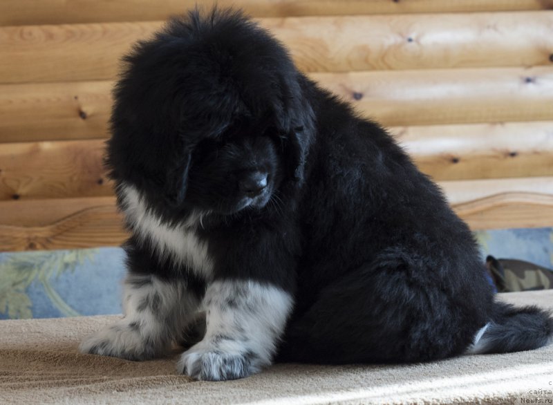 Фото: ньюфаундленд Родевальд фон Вернер Норман