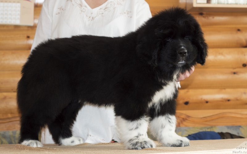 Фото: ньюфаундленд Родевальд фон Вернер Норман