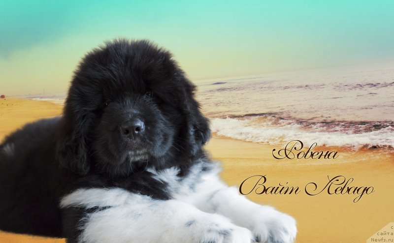 Фото: ньюфаундленд Ровена Вайт Левадо