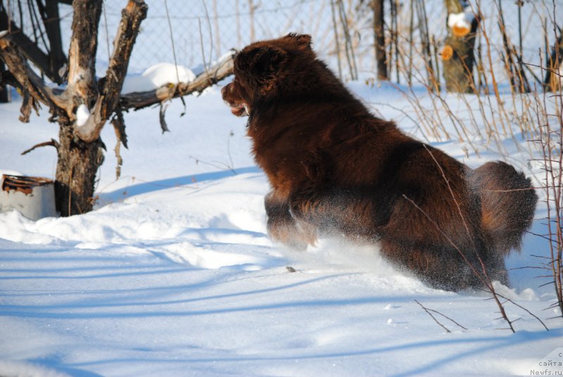 Фото: ньюфаундленд Faraon Cancrimo