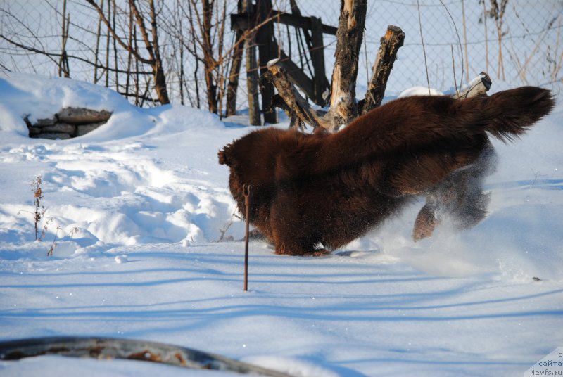 Фото: ньюфаундленд Faraon Cancrimo