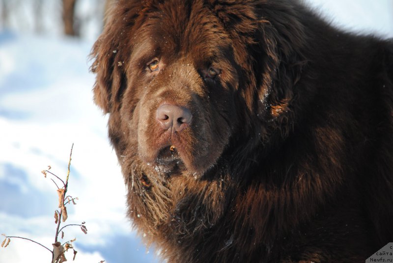 Фото: ньюфаундленд Faraon Cancrimo