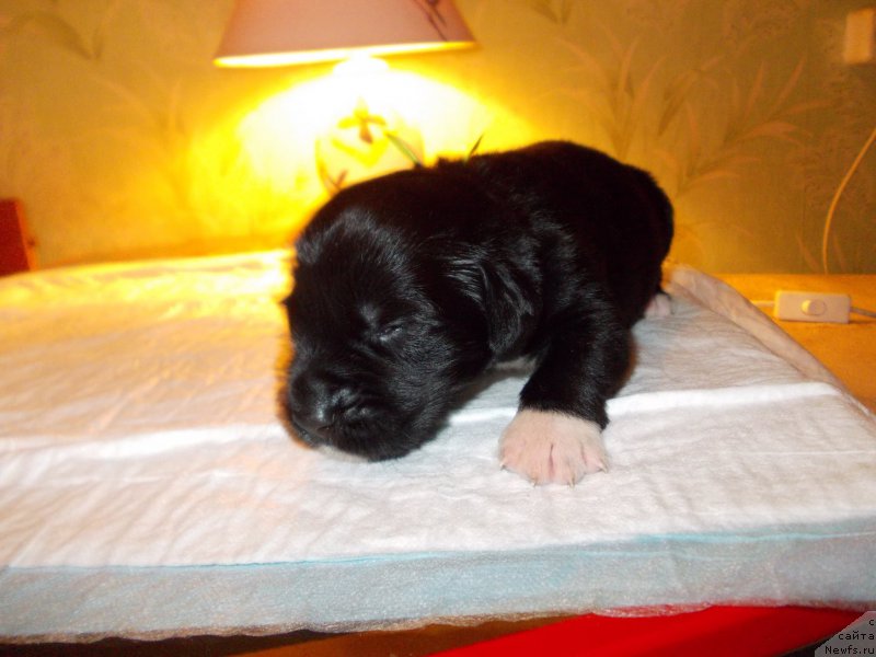 Фото: ньюфаундленд Ромео Орагон Мариус