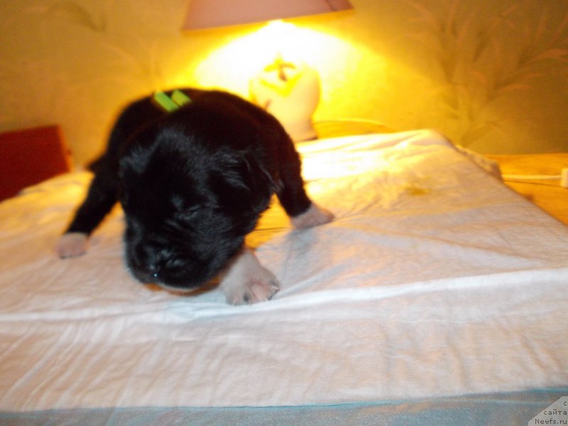 Фото: ньюфаундленд Ромео Орагон Мариус