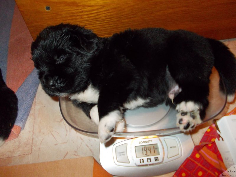 Фото: ньюфаундленд Ромео Орагон Мариус