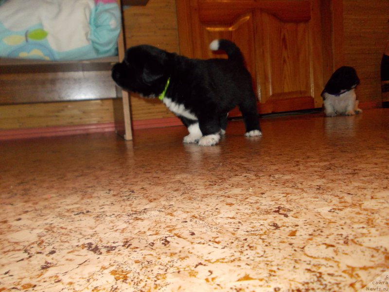 Фото: ньюфаундленд Ромео Орагон Мариус