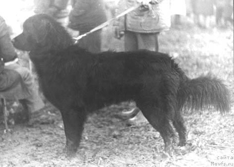 Фото: ньюфаундленд Еста Злауль Терра Нова