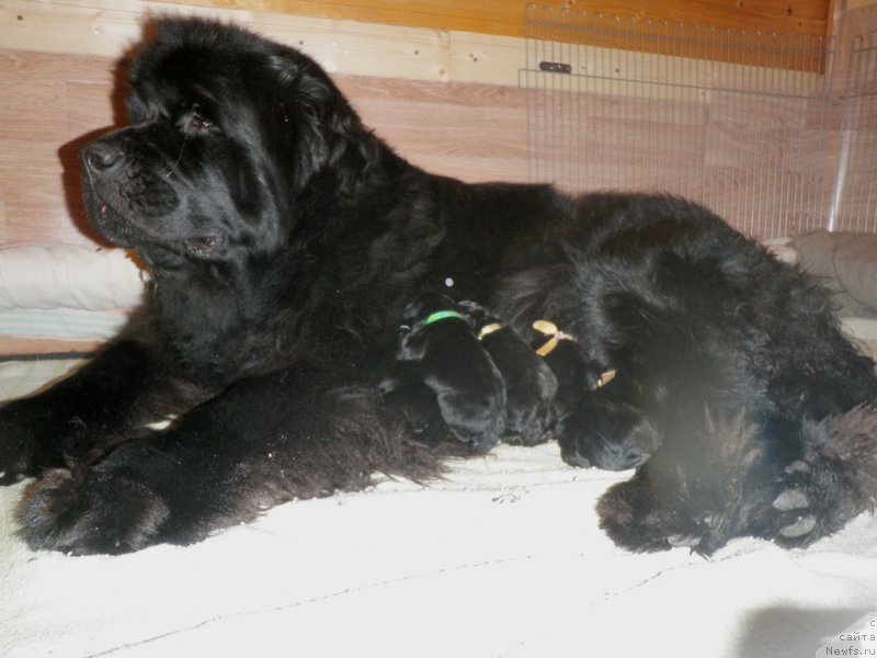 Фото: ньюфаундленд Целого Мира Мало из Аркаима (Tselogo Mira Malo iz Arkaima)