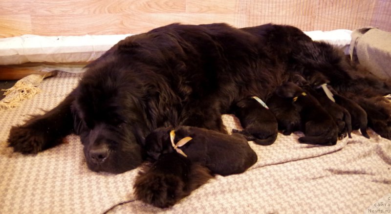 Фото: ньюфаундленд Целого Мира Мало из Аркаима (Tselogo Mira Malo iz Arkaima)