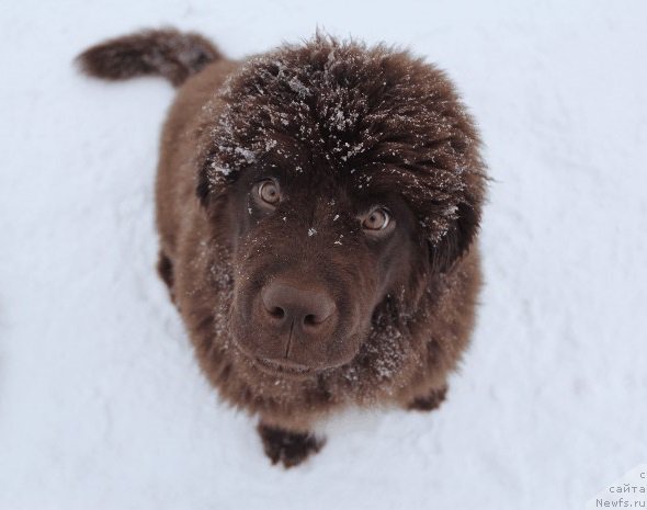 Фото: ньюфаундленд Браунблад МСК Абрамс-Стронг (Brownblood MSK Abrams-Strong)