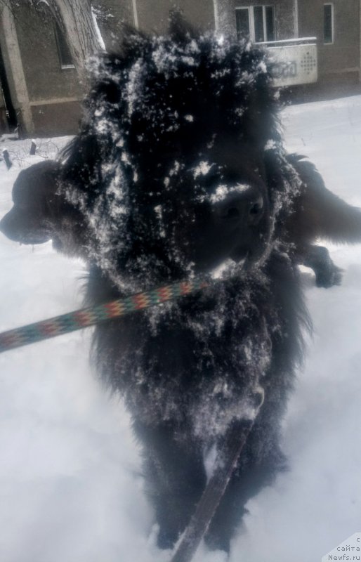 Фото: ньюфаундленд Ньюфорт Дивная Диана, ньюфаундленд Ньюфорт Дивная Диана