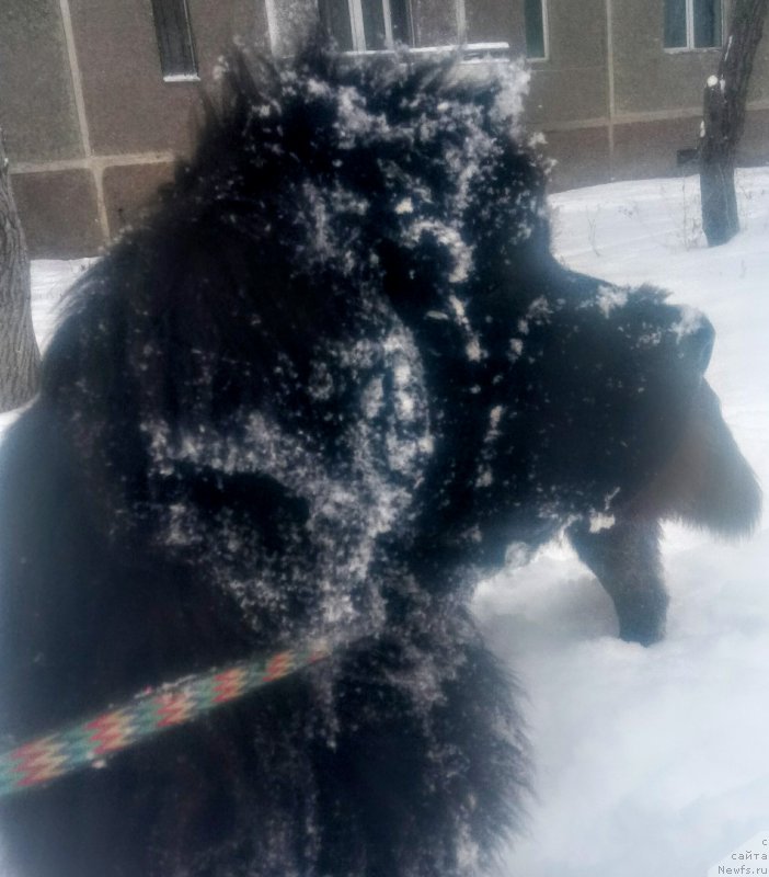 Фото: ньюфаундленд Ньюфорт Дивная Диана