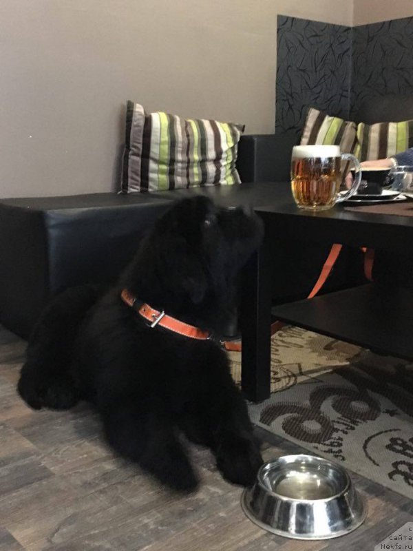 Фото: ньюфаундленд Ньюфорт Инстинкт Виннер Кнайт Итус