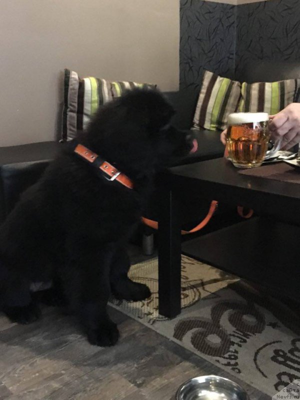 Фото: ньюфаундленд Ньюфорт Инстинкт Виннер Кнайт Итус