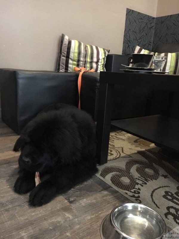 Фото: ньюфаундленд Ньюфорт Инстинкт Виннер Кнайт Итус