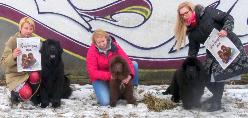 Фото: ньюфаундленд Браунблад МСК Альпина Гуардиан Соул (Brownblood MSK Alpina Guardian Soul), ньюфаундленд Браунблад МСК Амадей-Дефендер (Brownblood MSK Amadey-Defender), ньюфаундленд Браунблад МСК Жансая Шули (Brownblood MSK Zhansaya Shuli)