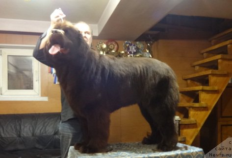 Фото: ньюфаундленд Ньюфорт Ворожея