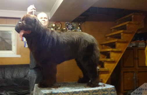 Фото: ньюфаундленд Ньюфорт Ворожея