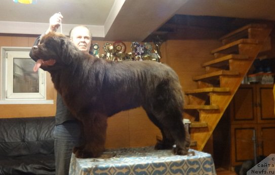 Фото: ньюфаундленд Ньюфорт Ворожея