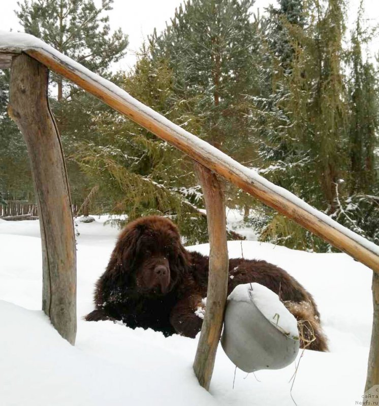Фото: ньюфаундленд Харди Храброе Сердце