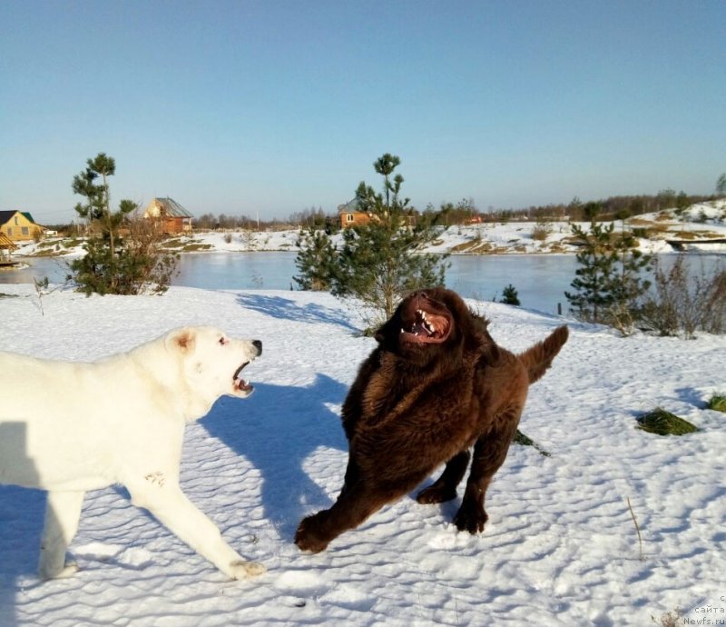 Фото: ньюфаундленд Харди Храброе Сердце