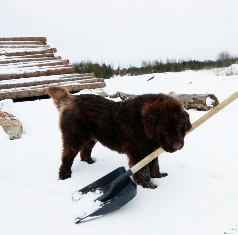 Фото: ньюфаундленд Харди Храброе Сердце