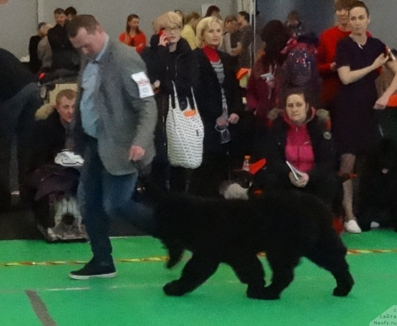 Фото: ньюфаундленд Браунблад МСК Амадей-Дефендер (Brownblood MSK Amadey-Defender)