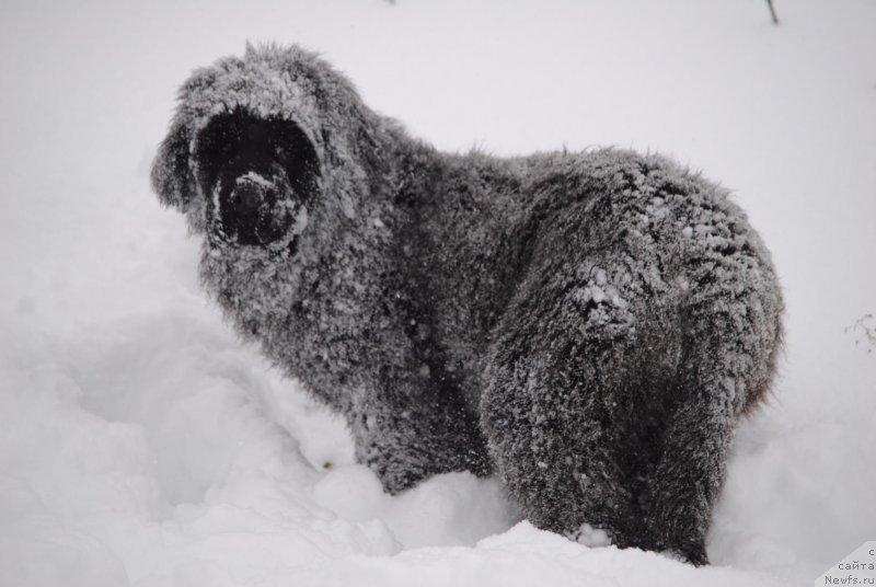 Фото: ньюфаундленд Моя Стихия Настасья Краса (Moya Stikhiya Nastasya Krasa)