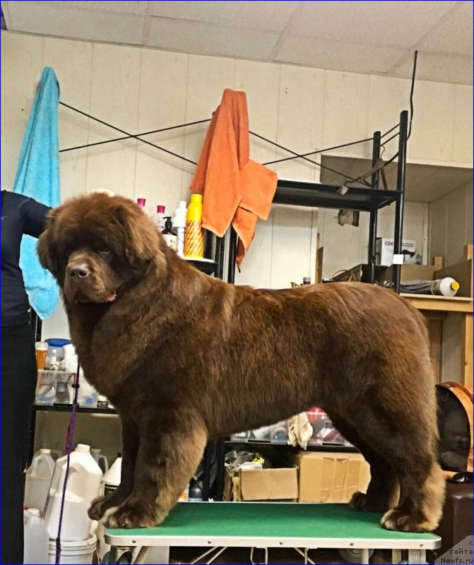 Фото: ньюфаундленд Браунблад МСК Хаким Голд Хайдар (Brownblood MSK Hakim Gold Haydar)