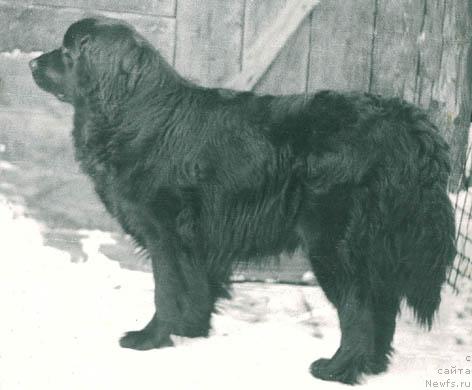 Фото: ньюфаундленд Кэбл Милли