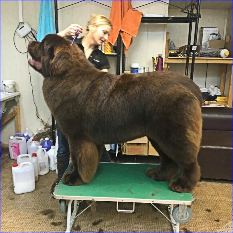 Фото: ньюфаундленд Браунблад МСК Велес Алистер (Brownblood MSK Veles Alister)