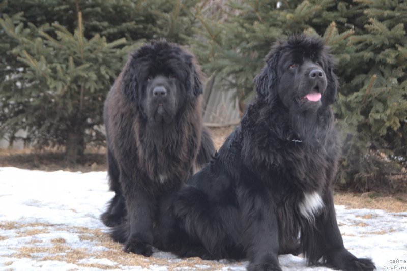 Фото: ньюфаундленд Талисман Моря Ла-Валетта, ньюфаундленд Талисман Моря Мишель