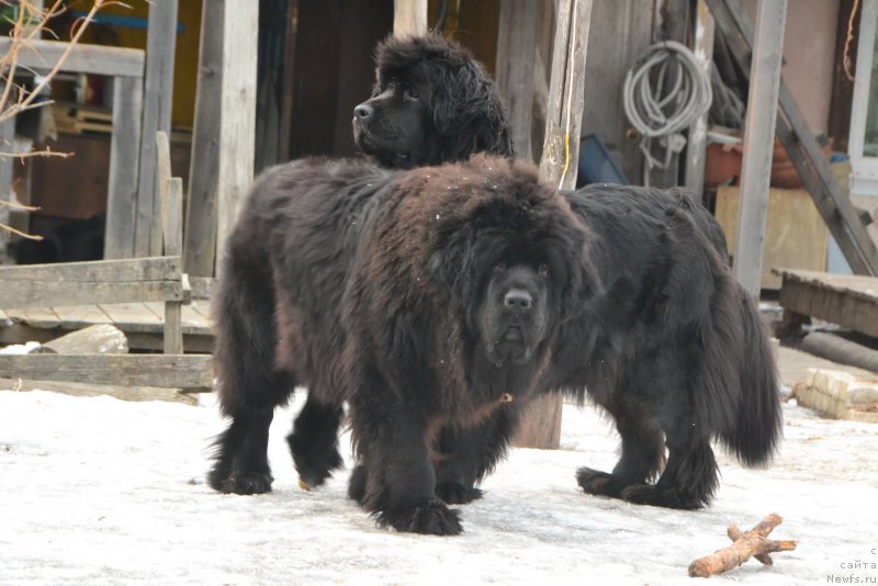 Фото: ньюфаундленд Талисман Моря Ла-Валетта, ньюфаундленд Талисман Моря Мишель