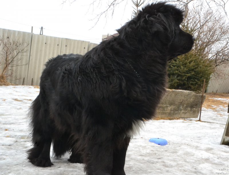 Фото: ньюфаундленд Талисман Моря Мишель