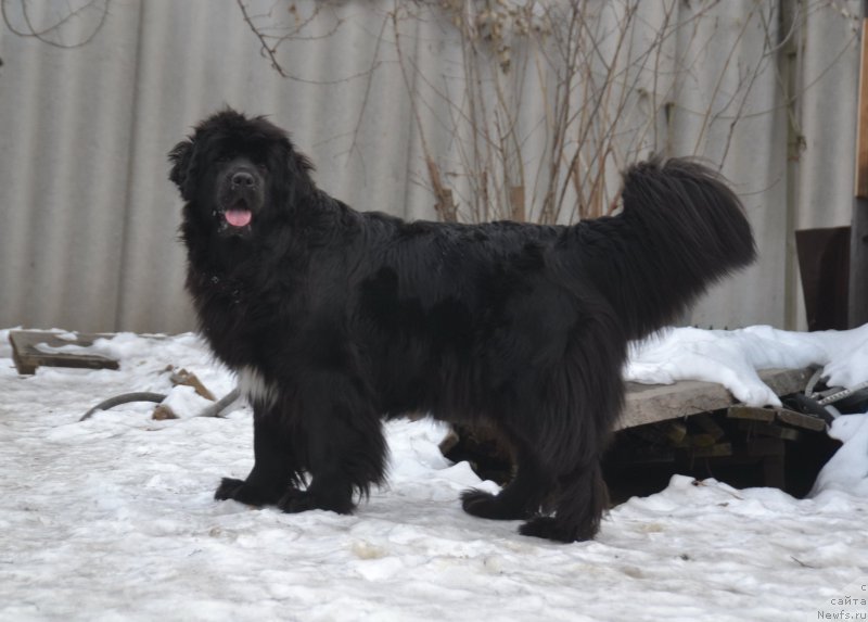 Фото: ньюфаундленд Талисман Моря Мишель