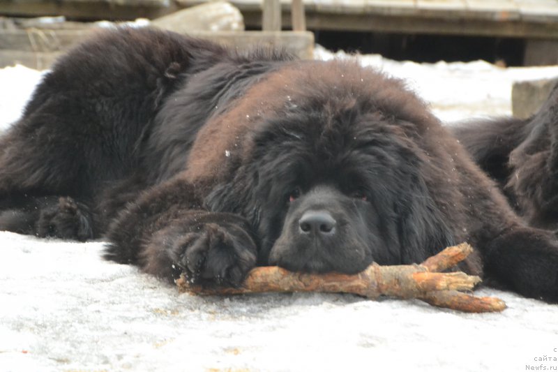 Фото: ньюфаундленд Талисман Моря Ла-Валетта