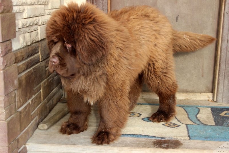 Фото: ньюфаундленд Браунблад МСК Аванти Дарлинг Кид (Brownblood MSK Avanti Darling Kid)