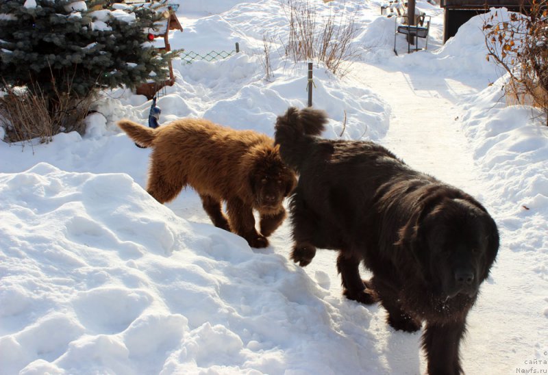 Фото: ньюфаундленд Браунблад МСК Харрикейн Хиггенс (Brownblood MSK Harricane Higgins), ньюфаундленд Браунблад МСК Аванти Дарлинг Кид (Brownblood MSK Avanti Darling Kid)