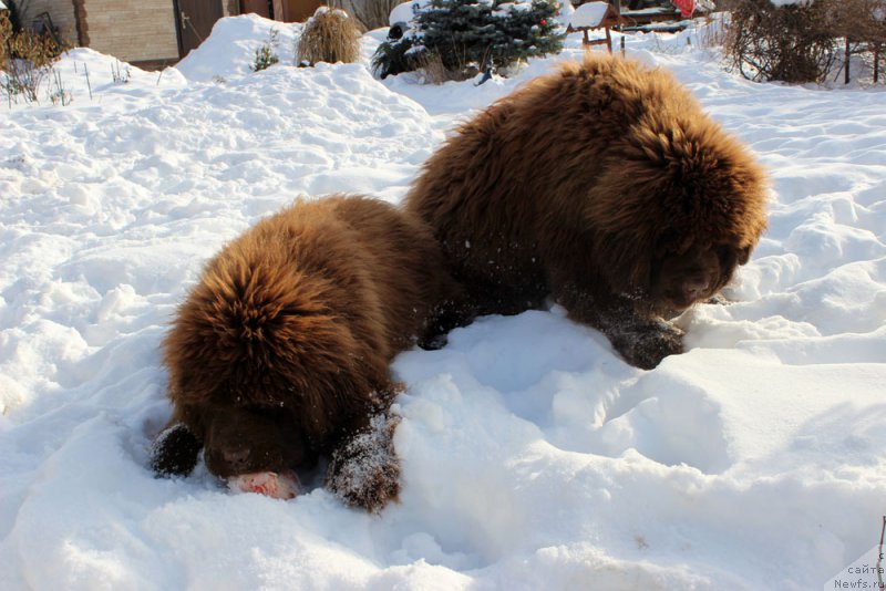 Фото: ньюфаундленд Браунблад МСК Аванти Дарлинг Кид (Brownblood MSK Avanti Darling Kid), ньюфаундленд Браунблад МСК Аназер Лав Тендер Эбони (Brownblood MSK Another Love Tender Ebony)