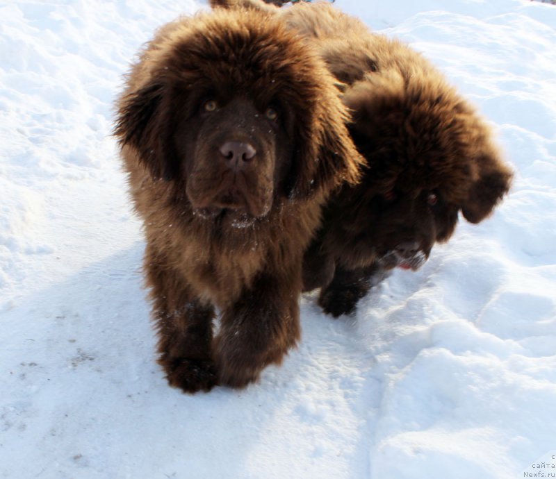 Фото: ньюфаундленд Браунблад МСК Аназер Лав Тендер Эбони (Brownblood MSK Another Love Tender Ebony), ньюфаундленд Браунблад МСК Аванти Дарлинг Кид (Brownblood MSK Avanti Darling Kid)