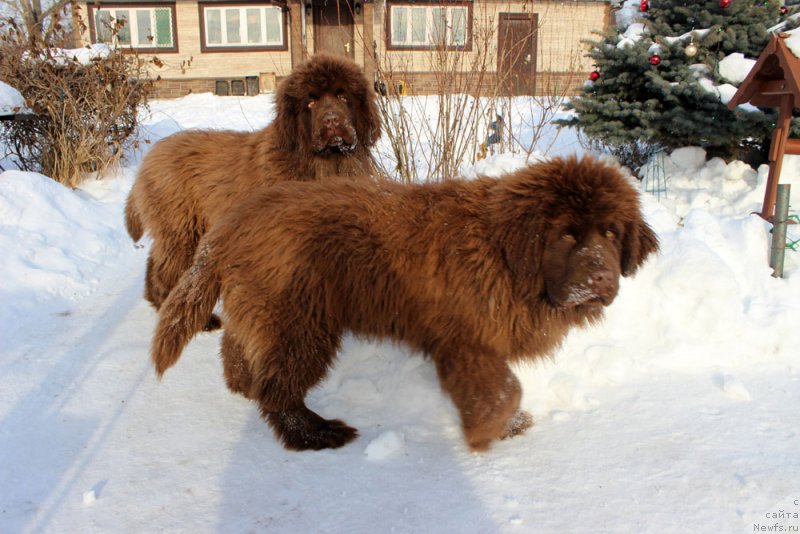 Фото: ньюфаундленд Браунблад МСК Аванти Дарлинг Кид (Brownblood MSK Avanti Darling Kid), ньюфаундленд Браунблад МСК Аназер Лав Тендер Эбони (Brownblood MSK Another Love Tender Ebony)