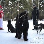 Фото: ньюфаундленд Матвей с Берега Дона (Matvey s Berega Dona)
