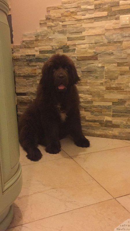 Фото: ньюфаундленд Браунблад МСК Ауди Рэд Лэсс (Brownblood MSK Audi Red Less)