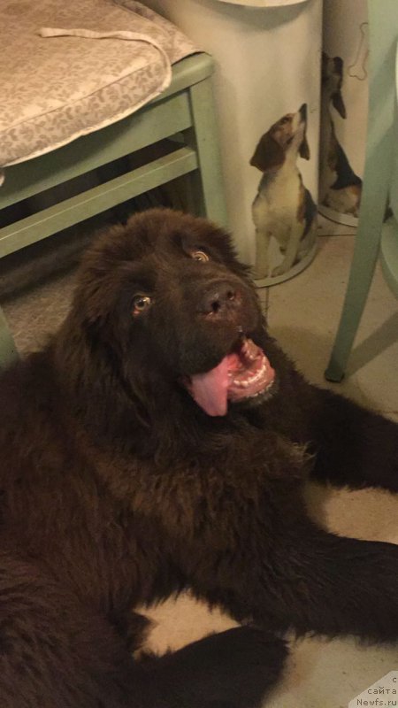 Фото: ньюфаундленд Браунблад МСК Ауди Рэд Лэсс (Brownblood MSK Audi Red Less)