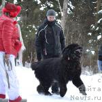 Фото: ньюфаундленд Матвей с Берега Дона (Matvey s Berega Dona)